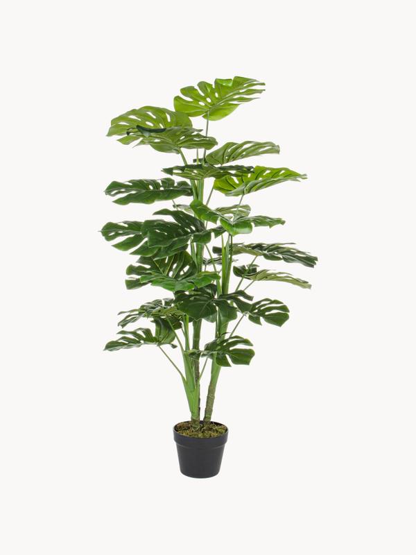 Dekoracyjny kwiat Philodendron