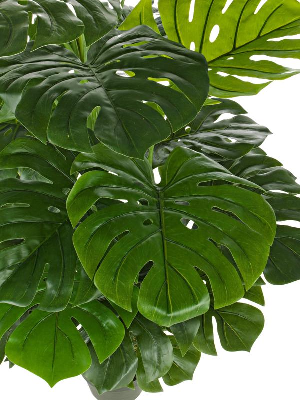 Dekoracyjny kwiat Philodendron