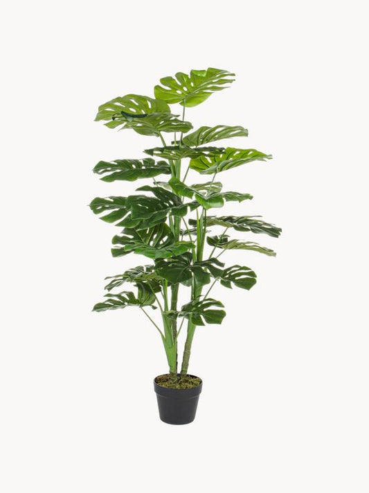 Dekoracyjny kwiat Philodendron